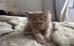 Maine Coon cats for sale: 2 Cream MC kittens ready for their fur-ever homes - Image 2