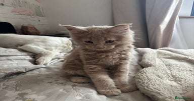 Maine Coon cats - Advert 1