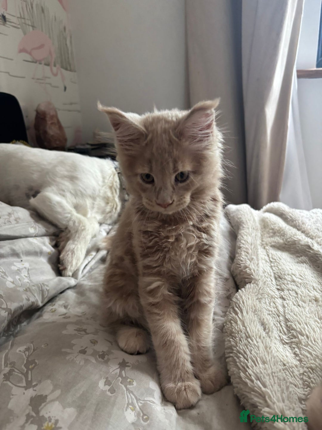 Maine Coon cats for sale: 2 Cream MC kittens ready for their fur-ever homes - Image 2