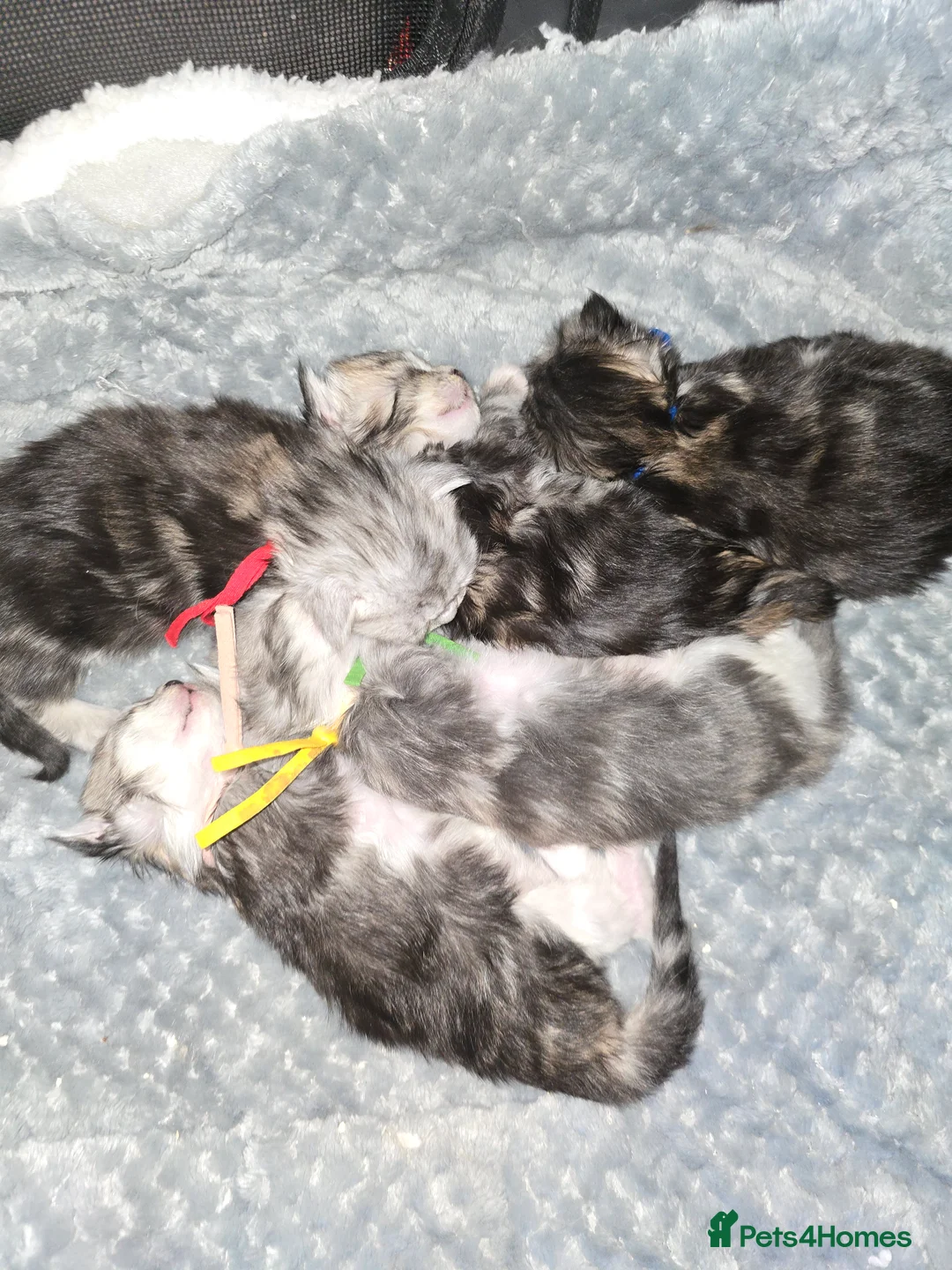 Maine Coon cats for stud: Black Shaded Maine Coon Large Imported in Hull - Advert 22