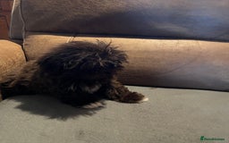 Shih Tzu dogs for sale: Imperial shih tzu pups - Advert 3