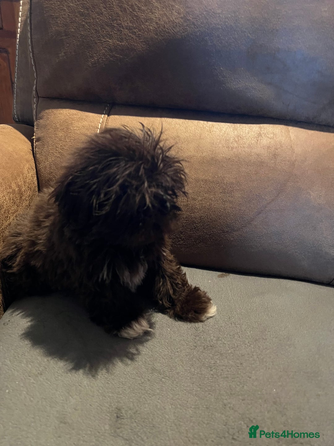 Shih Tzu dogs for sale: Imperial shih tzu pups - Advert 3