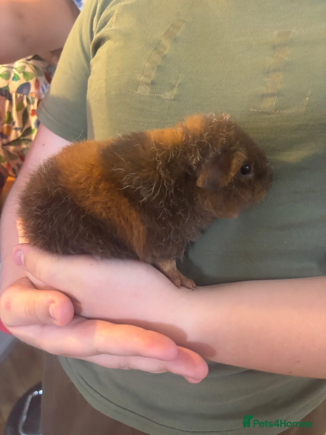 Guinea Pig rodents for sale: 3x baby guinea pigs - bores/males for sale - Advert 2