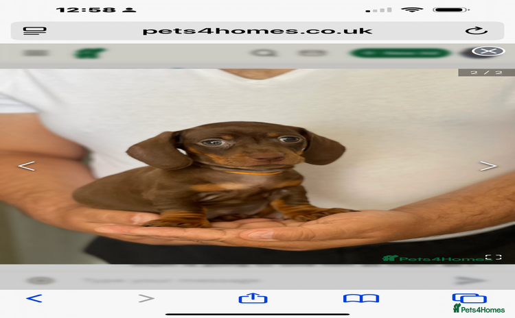 Dachshund dogs - Advert 4