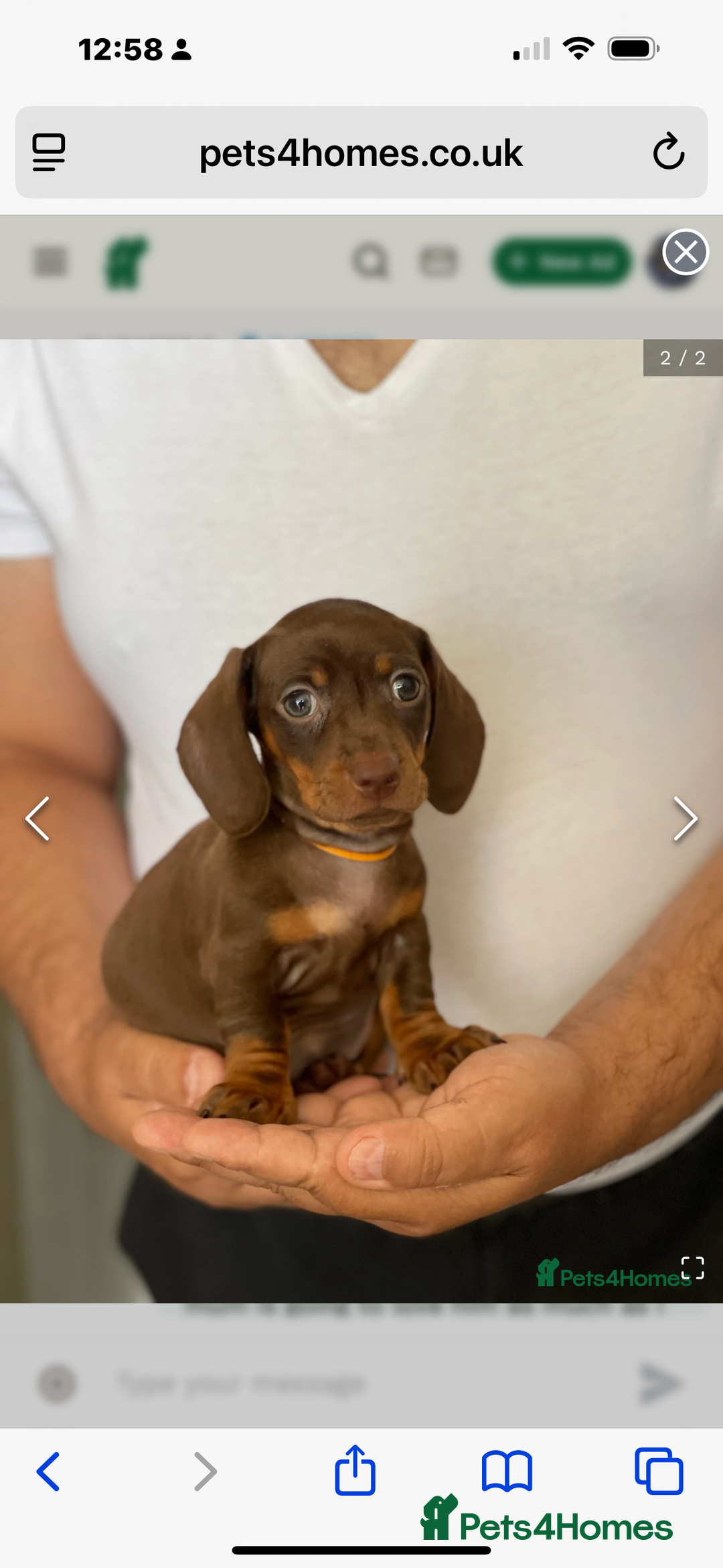 Dachshund dogs for sale: Puppy needs a new loving forever home. *Ready now* - Image 1
