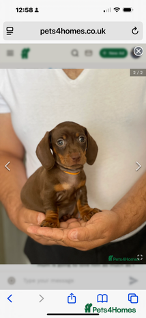 Dachshund dogs - Advert 1