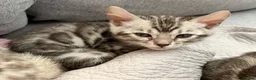 Bengal cats for sale: 4 gorgeous female Bengal kittens ready to reserve - Advert 5