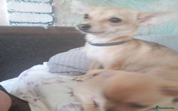 Mixed Breed dogs for sale: Puppye - Image 2
