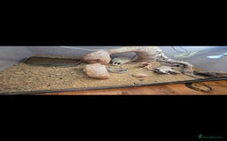 Leopard Gecko reptiles for sale: Beautiful leopard gecko for sale with tank - Image 3
