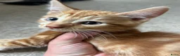 Domestic Shorthair cats for sale: Four beautiful kittens 9 weeks, READY TO GO! - Advert 13