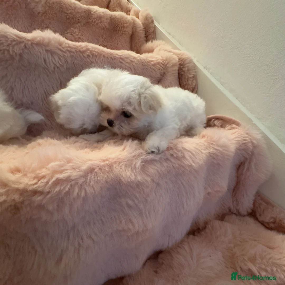 Maltese dogs for sale: Korean Maltese puppy’s available  - Advert 23