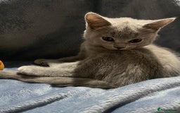 British Shorthair cats for sale: Adorable British shorthair kittens  - Image 17