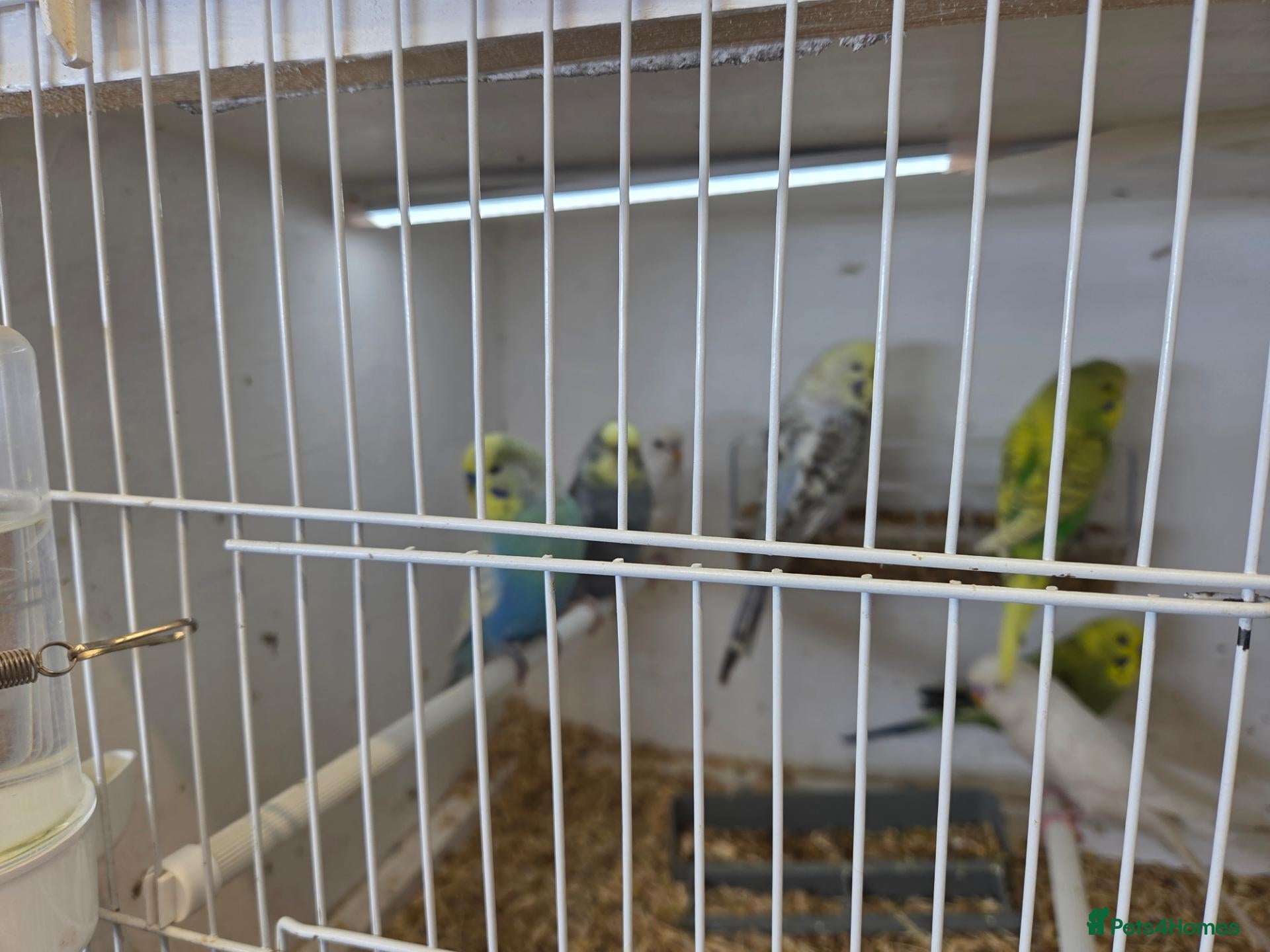Budgerigars birds Budgies - Advert 1