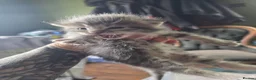 Maine Coon cats for sale: Maine coon half breed. - Advert 4