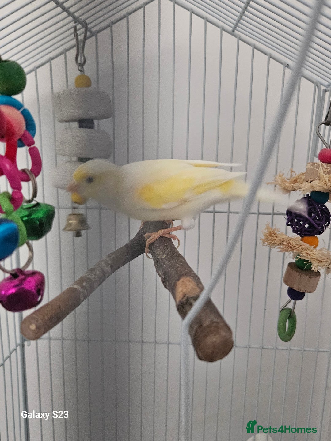 Canaries birds for sale: Male canary and cage - Image 3