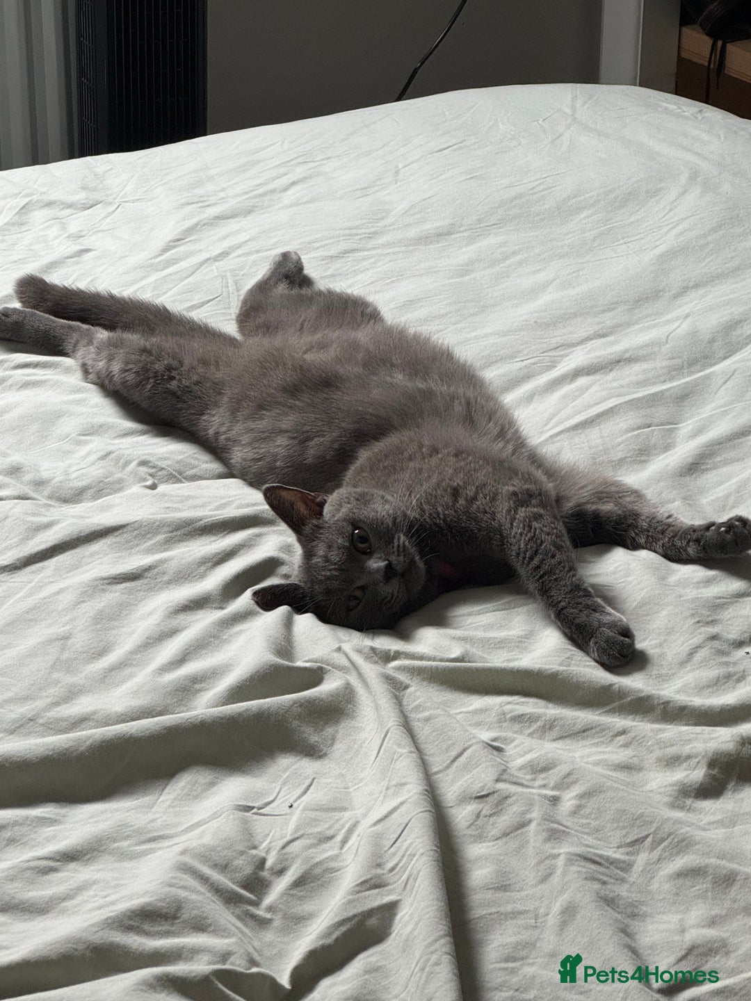 British Shorthair cats for sale: British Shorthair Kittens for sale - Advert 2