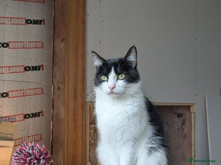 Mixed Breed cats Male kitten ready for a new home - Advert 1