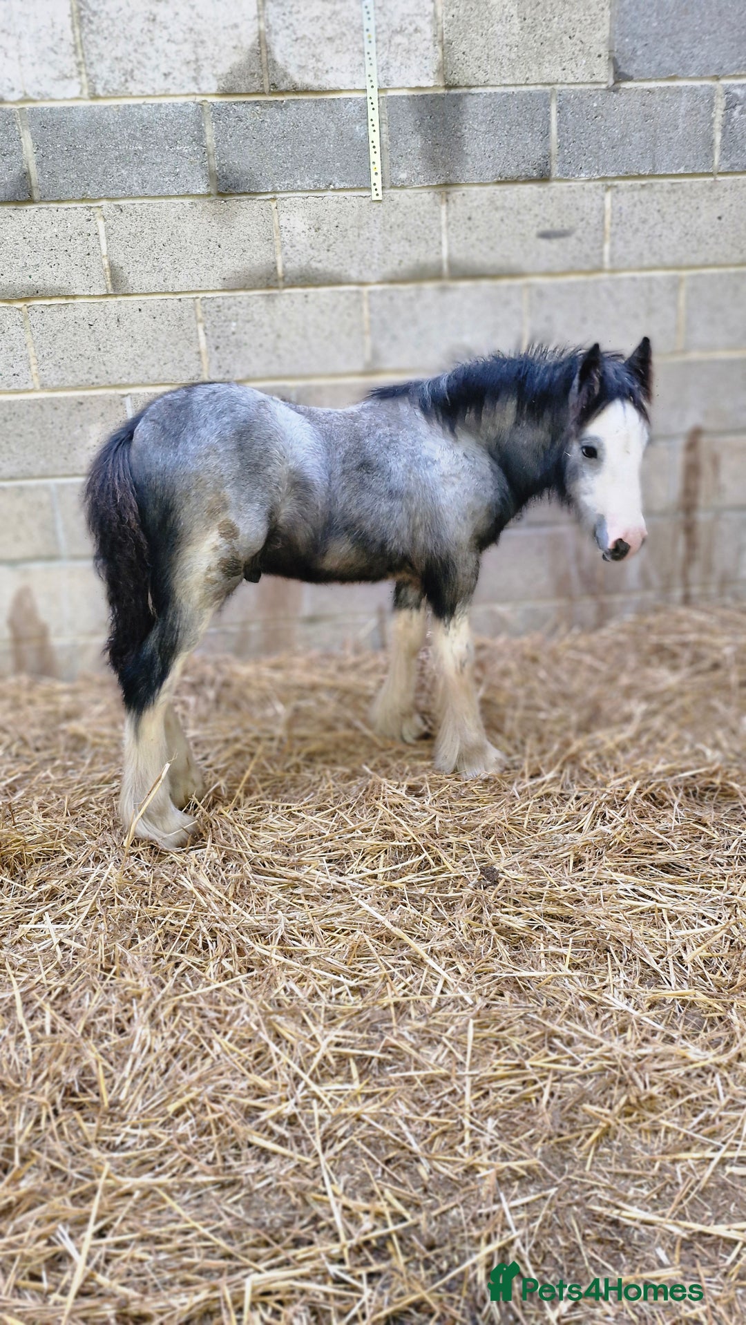 Irish Cob horses for sale: Stunning Blue Blagdon colt 6 months to make 13hh - Advert 1