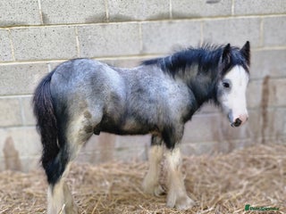 Irish Cob horses Stunning Blue Blagdon colt 6 months to make 13hh - Advert 1
