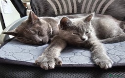 Chartreux cats for sale: 🌟Exclusive GCCF Chartreux Kitten – Elegant Amber - Image 6