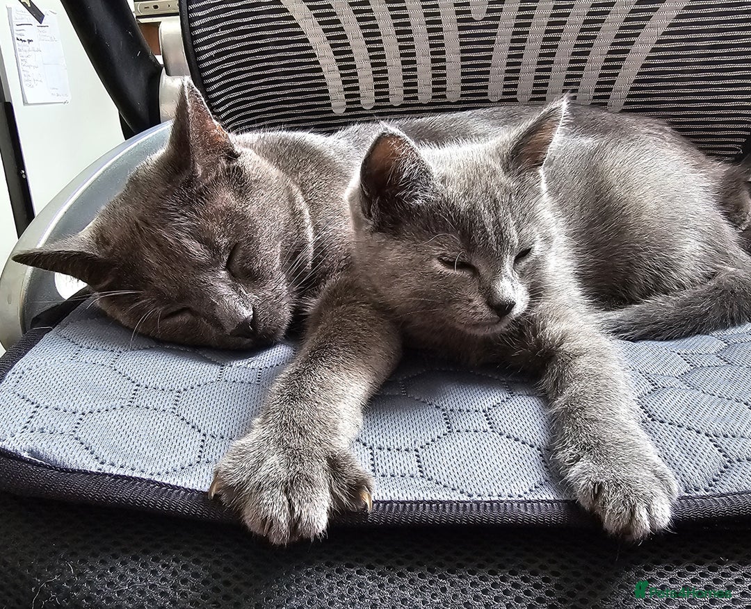 Chartreux cats for sale: 🌟Exclusive GCCF Chartreux Kitten – Elegant Amber - Image 6