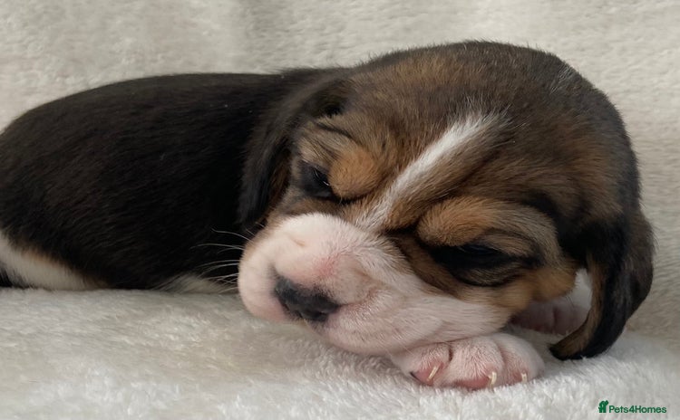 Beagle dogs - Advert 3