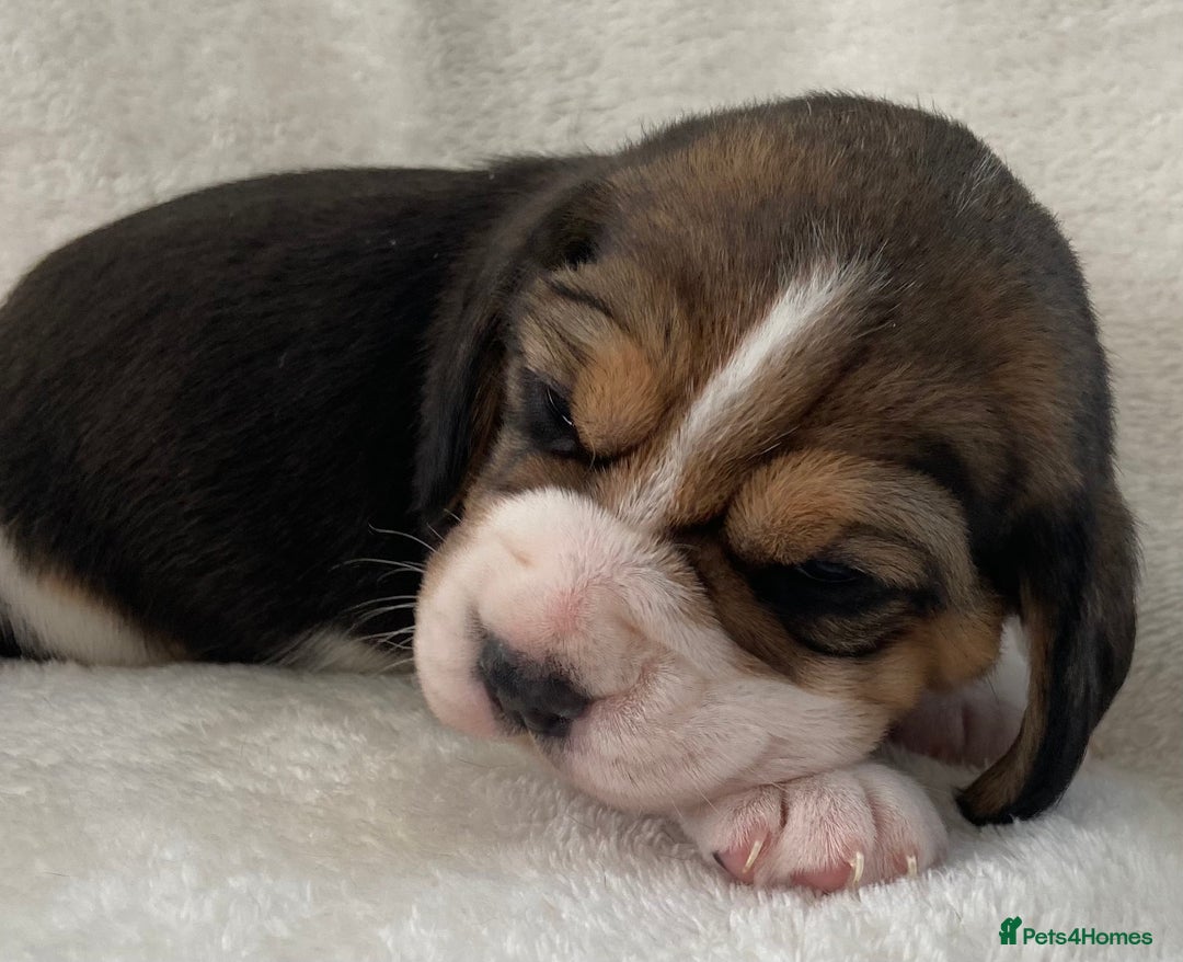 Beagle dogs for sale: KC Registered Beagle Puppies - Image 1