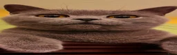 British Shorthair cats for sale: Roman - Advert 1