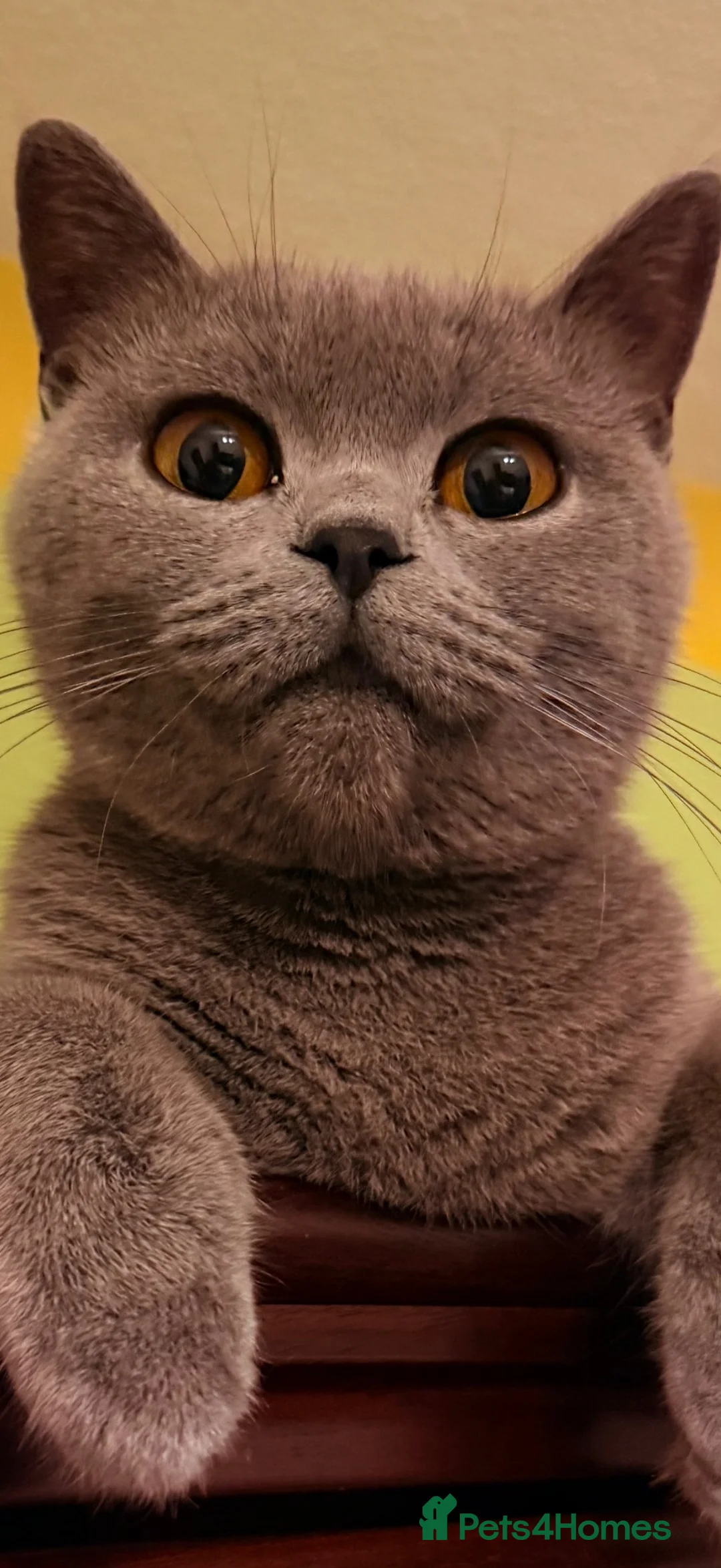 British Shorthair cats for sale: Roman - Advert 1