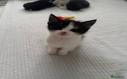 Domestic Shorthair cats for sale: 5 Playful Tuxedo & Black Kittens – Ready Now - Image 12