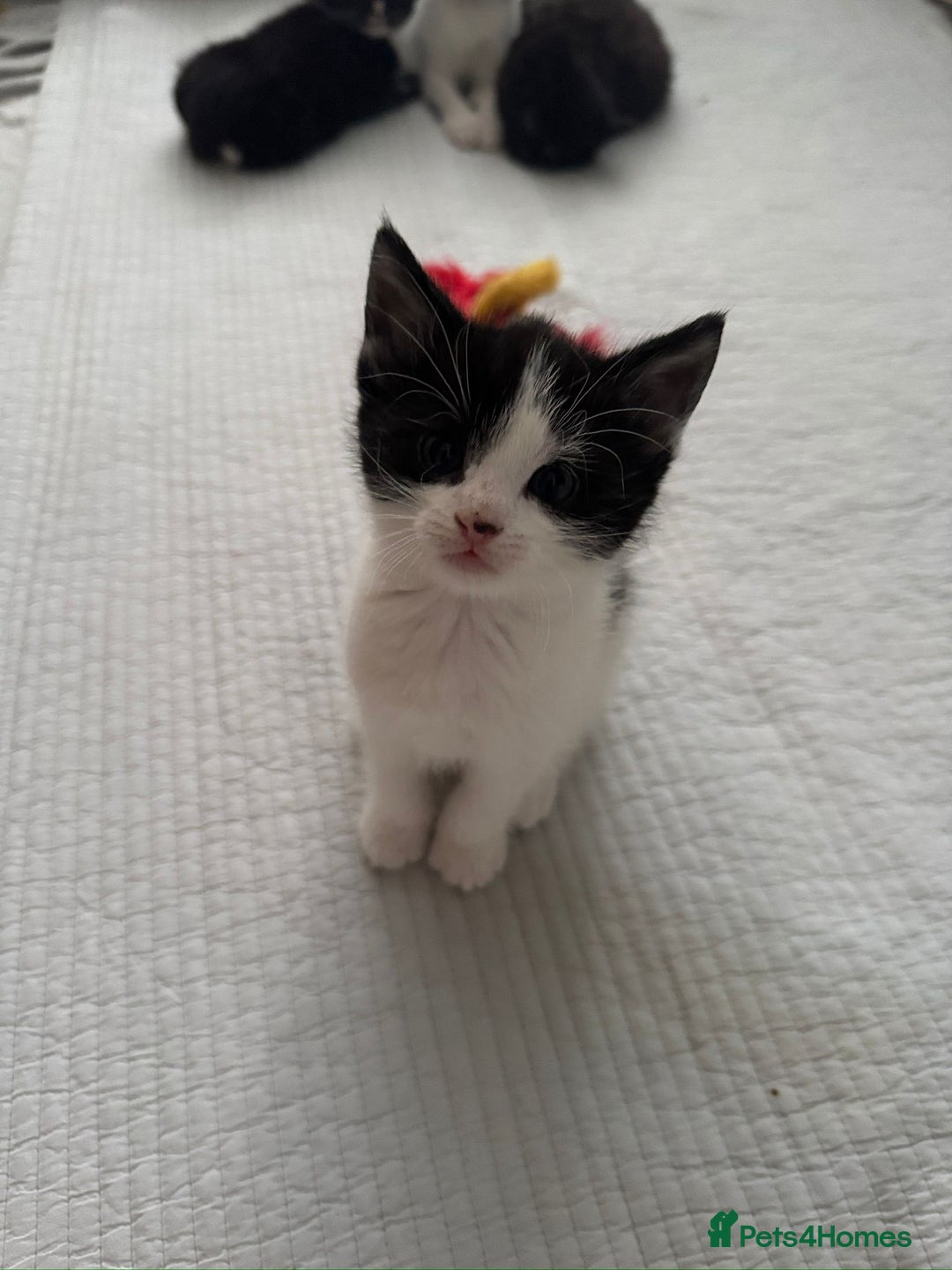 Domestic Shorthair cats for sale: 5 Playful Tuxedo & Black Kittens – Ready Now - Image 12
