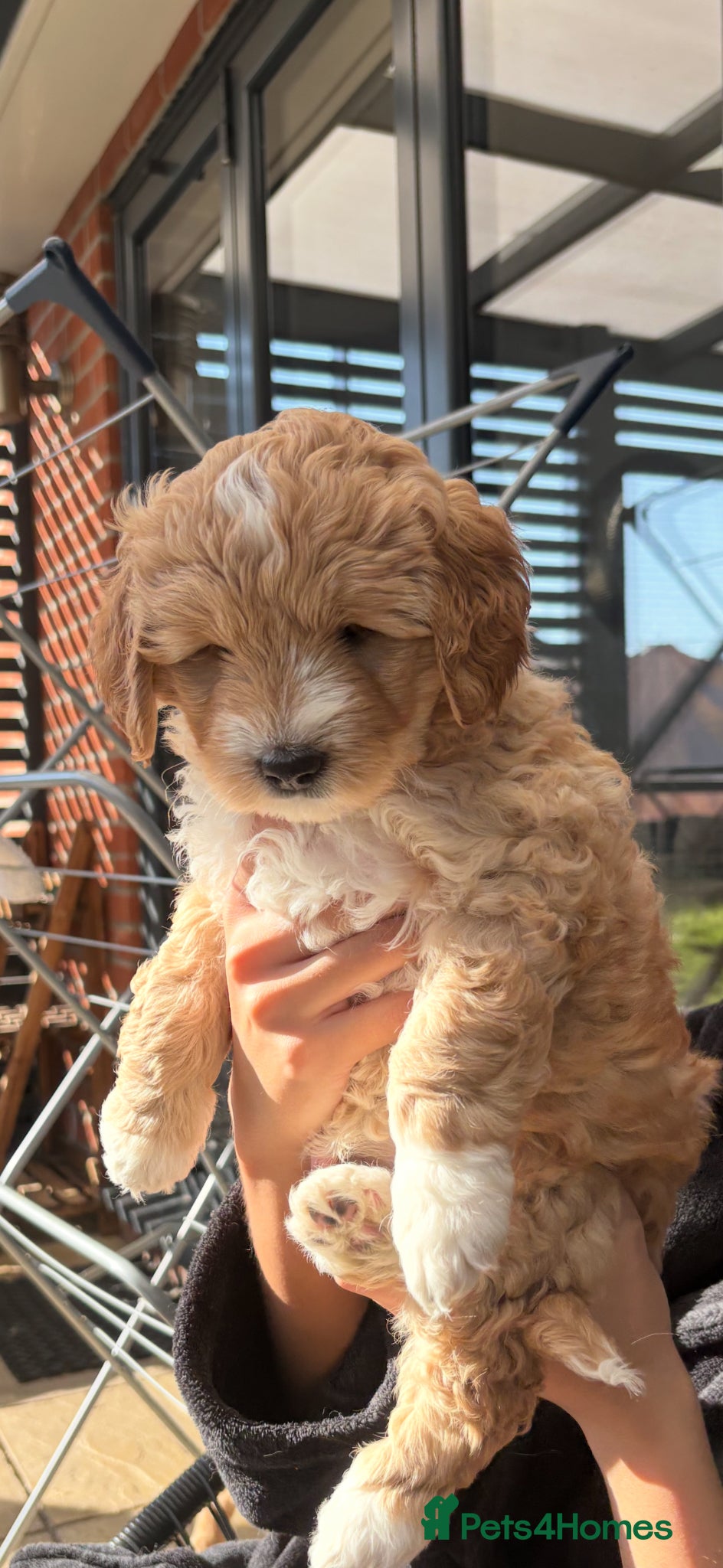 Australian Labradoodle dogs Beautiful Australian Labradoodle Puppies - Advert 13