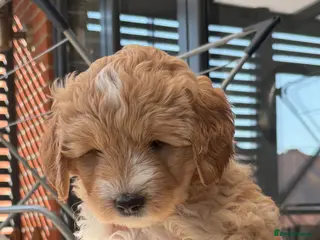 Australian Labradoodle dogs Beautiful Australian Labradoodle Puppies - Advert 13