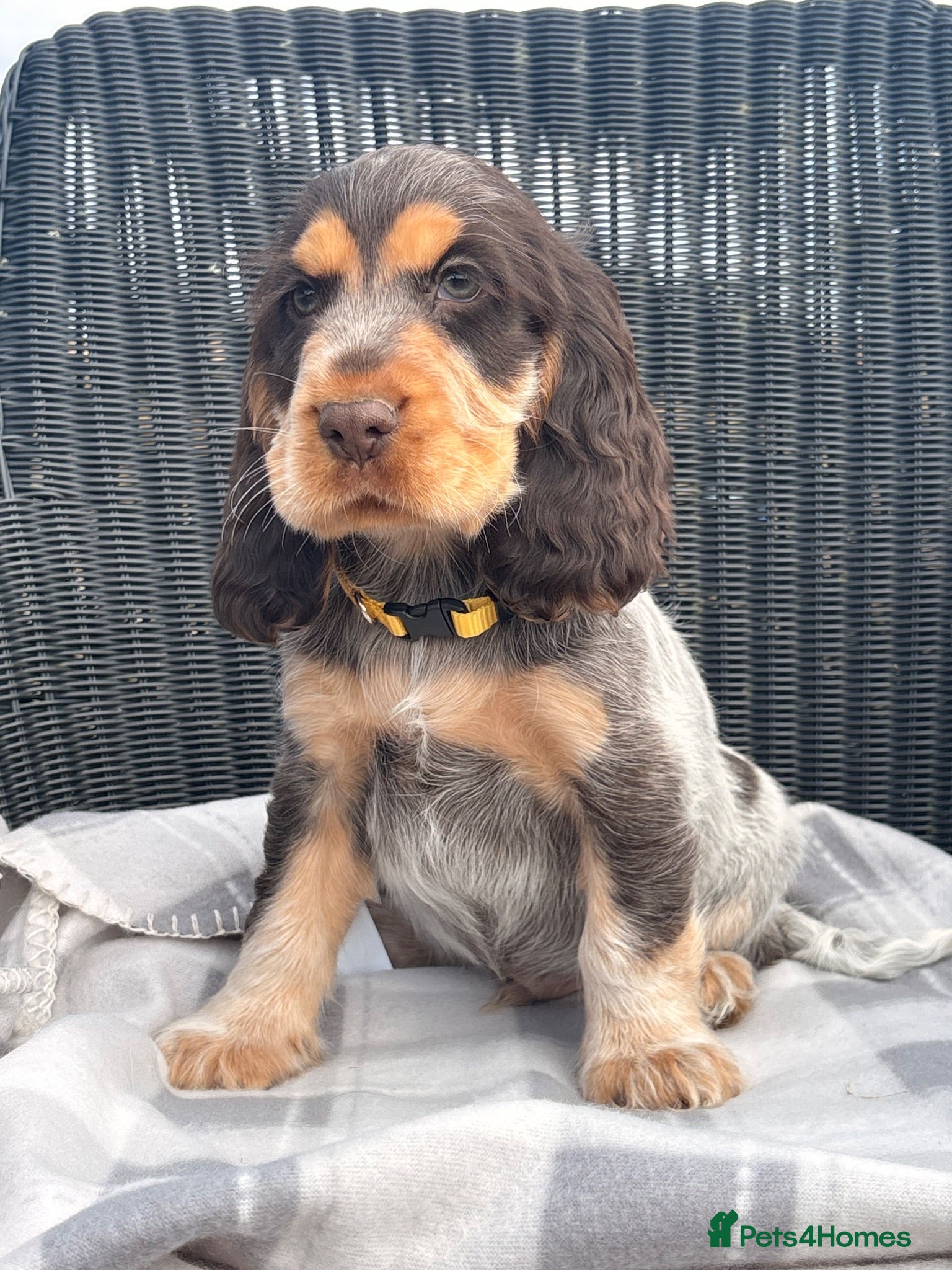 Cocker Spaniel dogs KC Registered Show type Cocker Spaniel DNA Tested - Advert 2