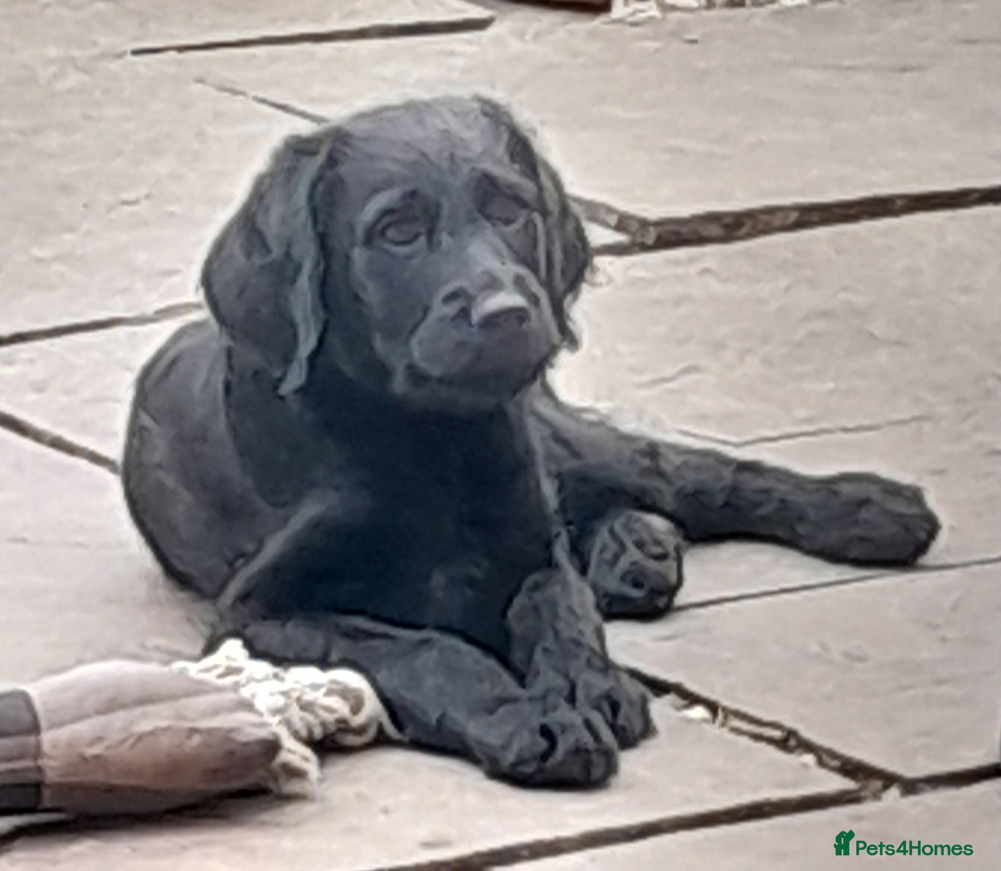 Goldendoodle dogs for sale: Gorgeous Goldendoodle puppies - Advert 27