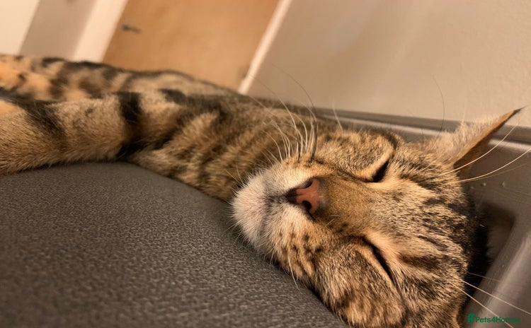 Domestic Shorthair cats - Advert 1