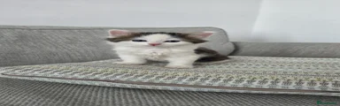Kitten boy