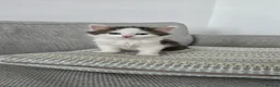 Mixed Breed cats for sale: Kitten boy - Advert 2