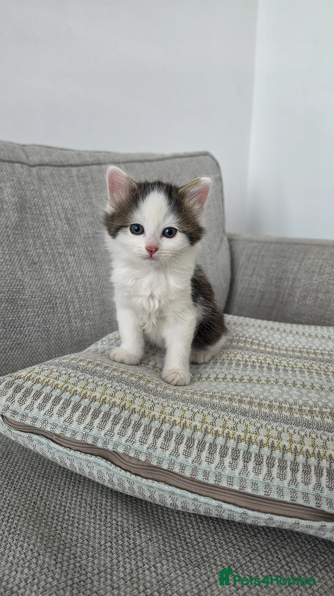 Mixed Breed cats for sale: Kitten boy - Advert 2