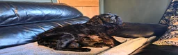 Cocker Spaniel dogs for sale: Stunning Working Cocker Spaniel Pups - Advert 9