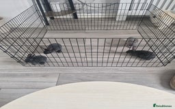English rabbits for sale: Baby rabbits - Image 4