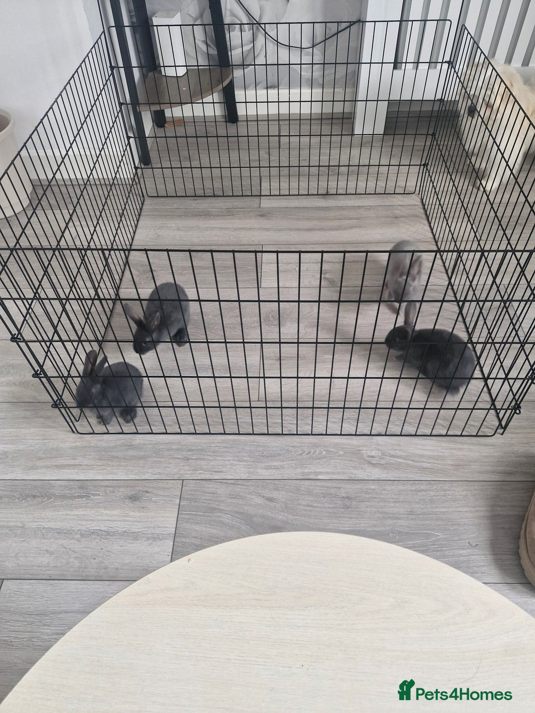 English rabbits for sale: Baby rabbits - Image 4