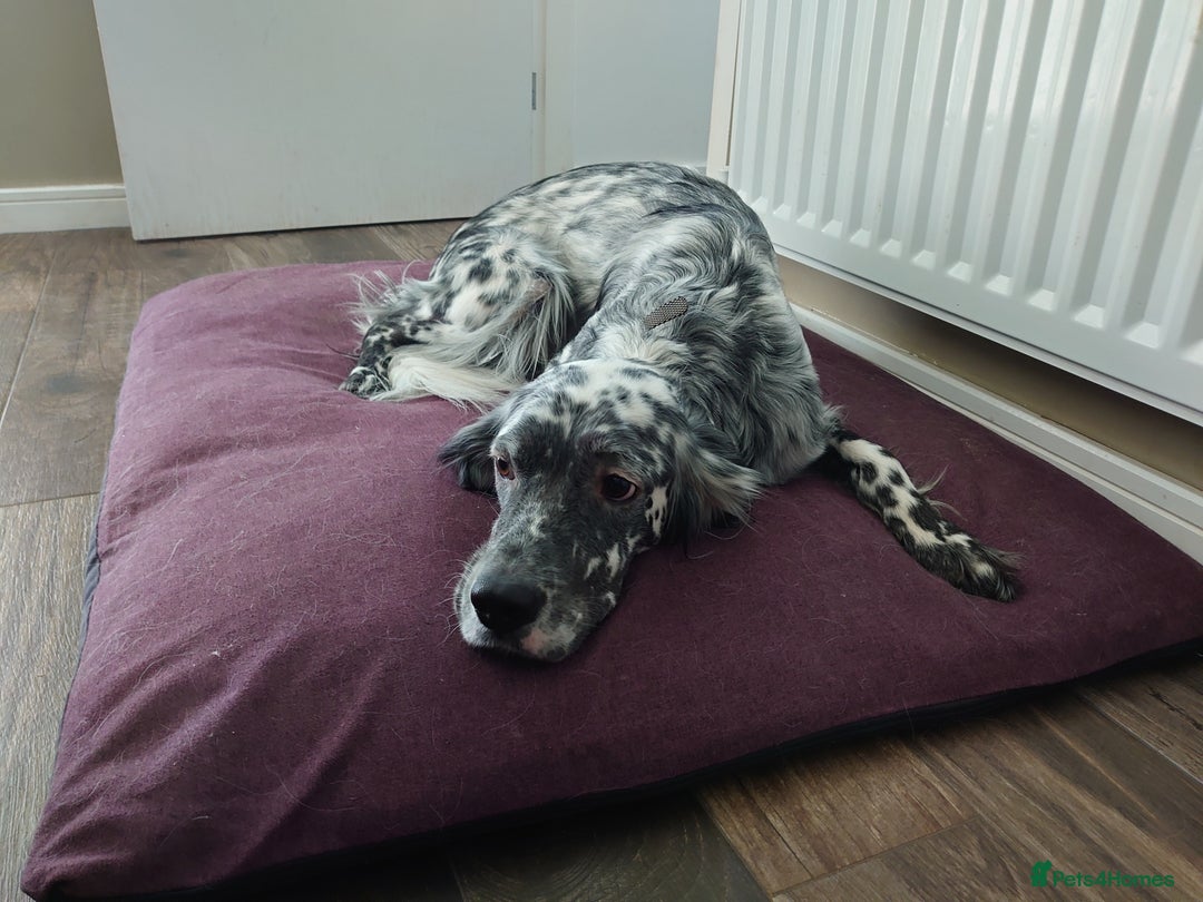 English Setter dogs for sale: Dexter - Image 2