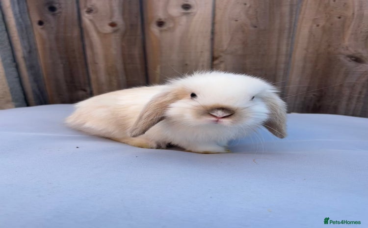 Mini Lop rabbits - Advert 2
