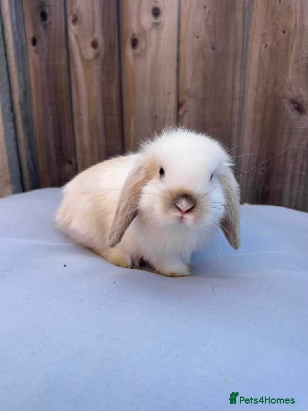 Mini Lop rabbits for sale: Gorgeous mini lop babies  - Image 1