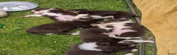 Border Collie dogs for sale: Red Tri isds registered pups  in Richmond - Advert 5