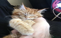 Maine Coon cats for sale: Together or separate  - Image 7
