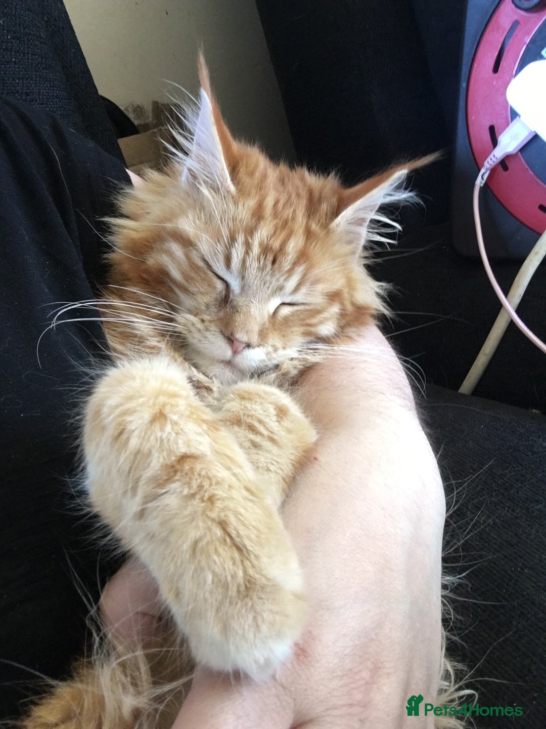 Maine Coon cats for sale: Together or separate  - Image 7
