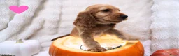 Cocker Spaniel dogs for sale: Beautiful cocker spaniel puppies  - Advert 6
