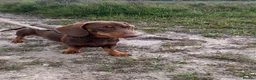 Miniature Dachshund dogs for sale: KC Registered Miniature Dachshunds - Advert 11
